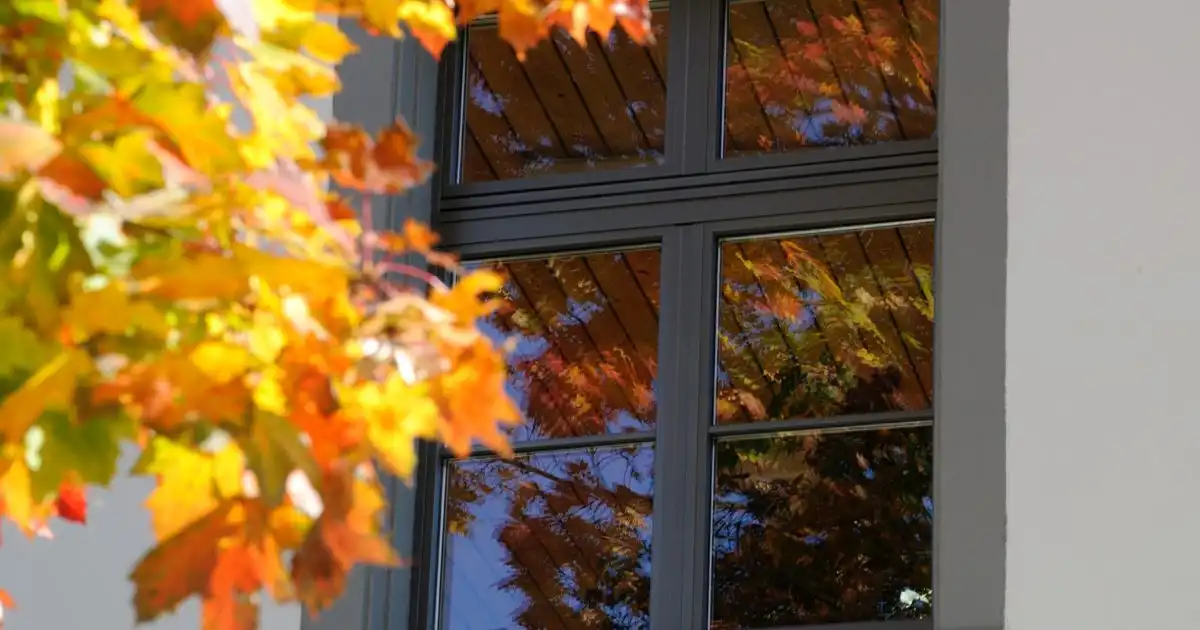 Autumn leaves near reflective window.